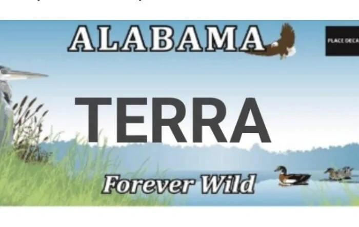 What will you call your Scout? -- Name / Nickname / Custom Vanity Plate